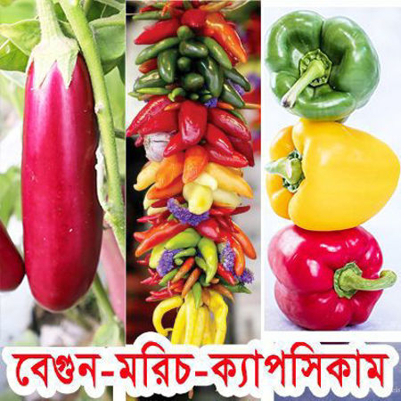Picture for category Brinjal-Chilli & Capsicum/বেগুন-মরিচ ও মিষ্টি মরিচ