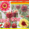 Picture of FZN914. Giant Zinia / জায়ান্ট জিনিয়া
