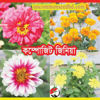 Picture of FZN994. Composite Zinia / কম্পোজিট জিনিয়া