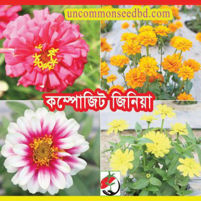 Picture of FZN994. Composite Zinia / কম্পোজিট জিনিয়া