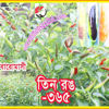 Picture of PPH345. (3 Color-Year round) Chilli: Tin Rong-365 / তিন রঙ-৩৬৫(বারোমাসী মরিচ)