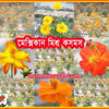 Picture of FCM340. Mexican Mixed Cosmos Flower / মেক্সিকান মিশ্র কসমস ফুল