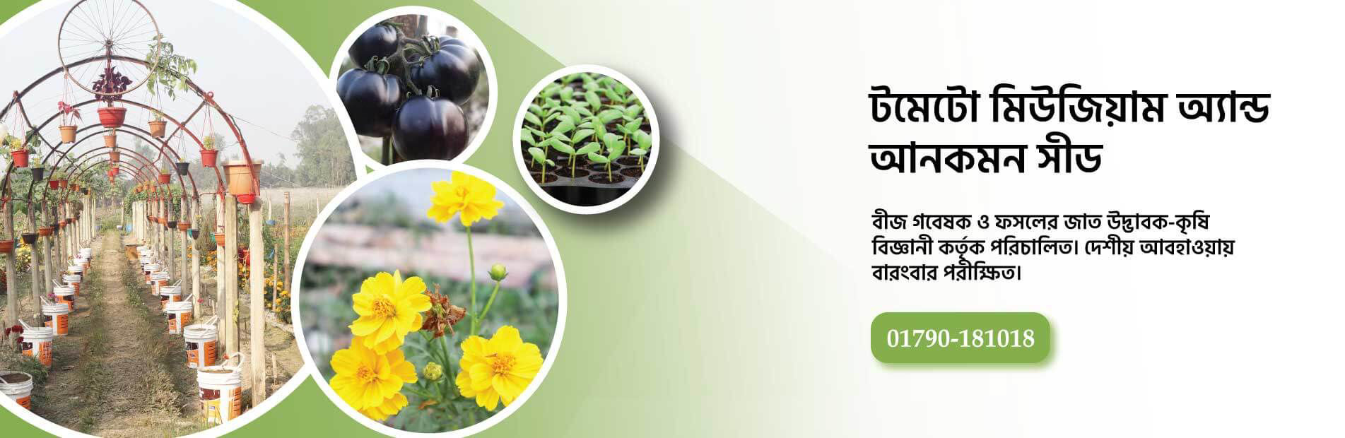 Tomato Museum & Uncommon Seed