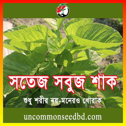 Picture of LAG306. Swtej Green Amaranth / সতেজ সবুজ শাক